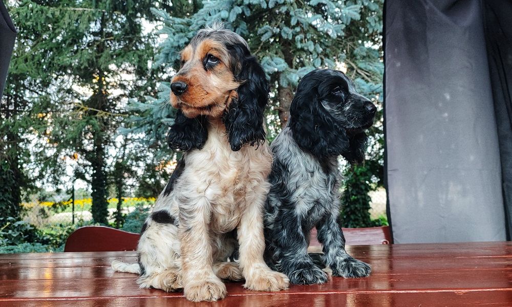 Śliczne Cocker Spaniel z Metryką • GOTOWE DO ODBIORU •