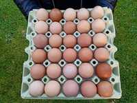 Ekologiczne jaja z gospodarstwa rolnego