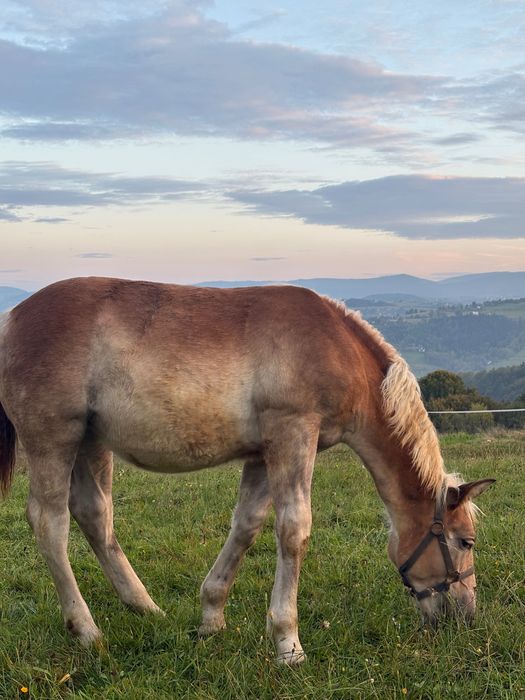 Źrebica zimnokrwista