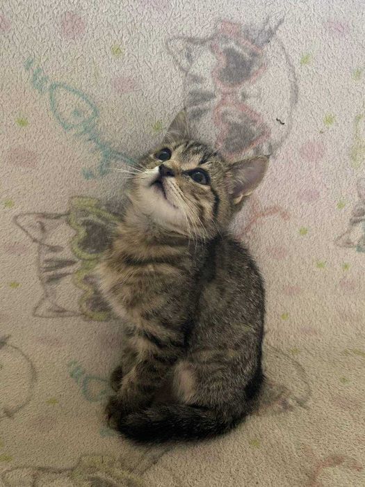 Кошеня, дівчинка, 2 місяці