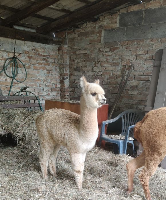 Samica alpaki Blanka