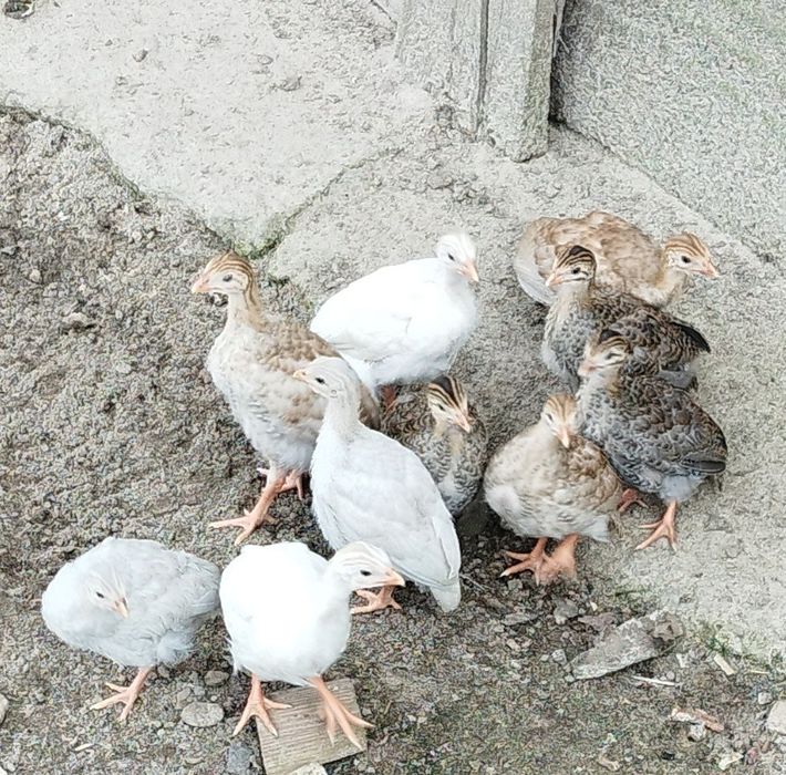 Perliczki brojlerowe i półbrojlerowe młode i dorosłe.