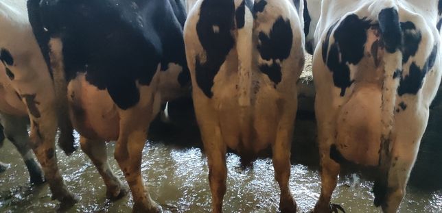 Krowy mleczne HF, 1-2 laktacja, stado 50 krów, wysokowydajnych