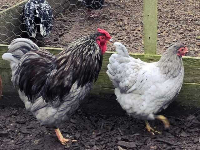 Віандот (колумбія, блакитна, смугастий) яйце інкубаційне