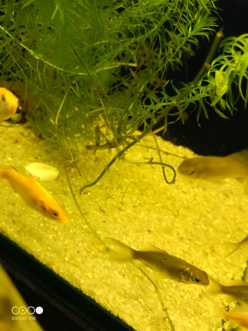 peixes cometas promoção