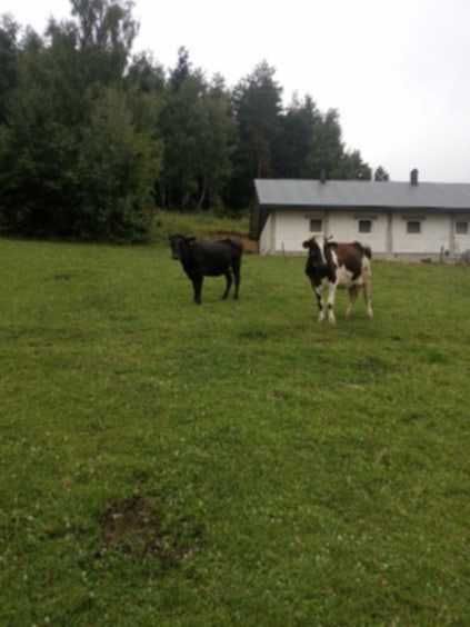 Sprzedam krowy dojne, cielne