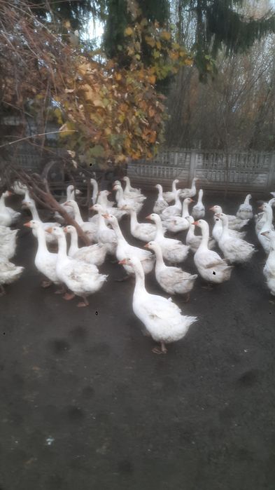 Sprzedam gęsi Kołudzie, tuszki