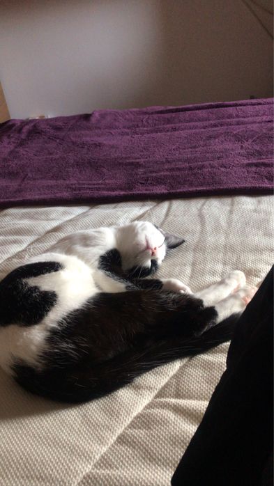 gatinha adulta para adoçao