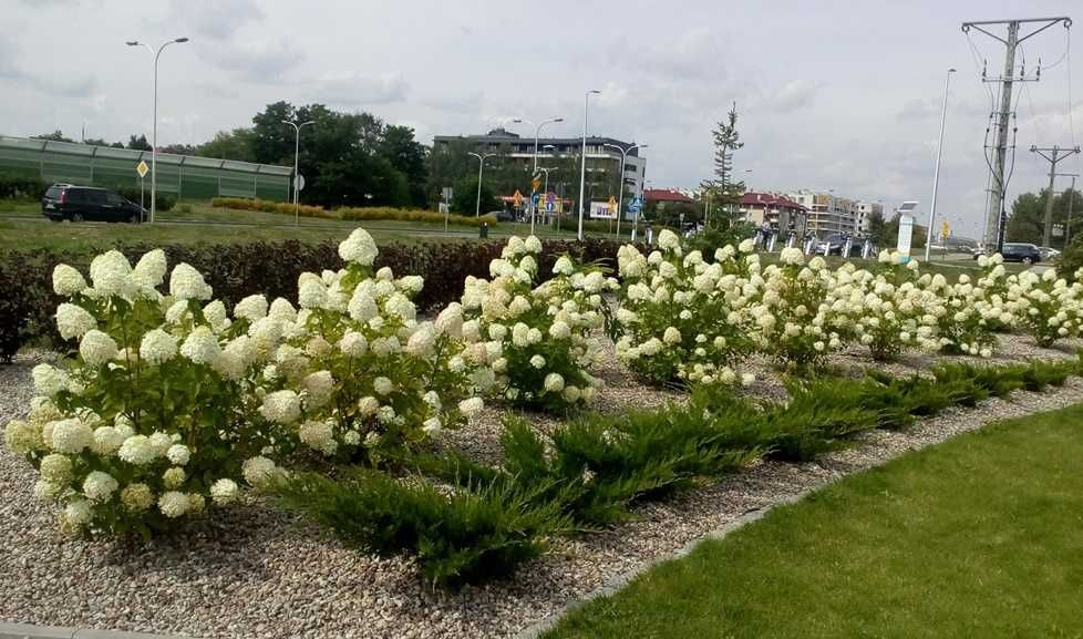 hortensja bukietowa różne odmiany szkółka Grądek ok. Mława Żuromin