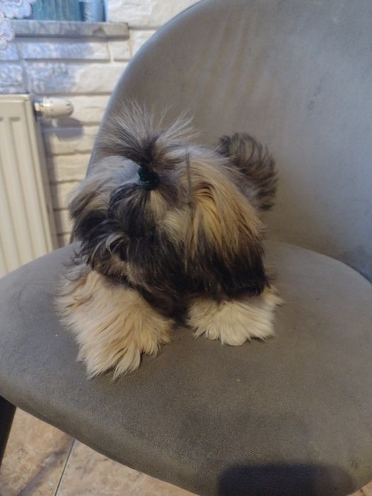 Maluszki shih tzu