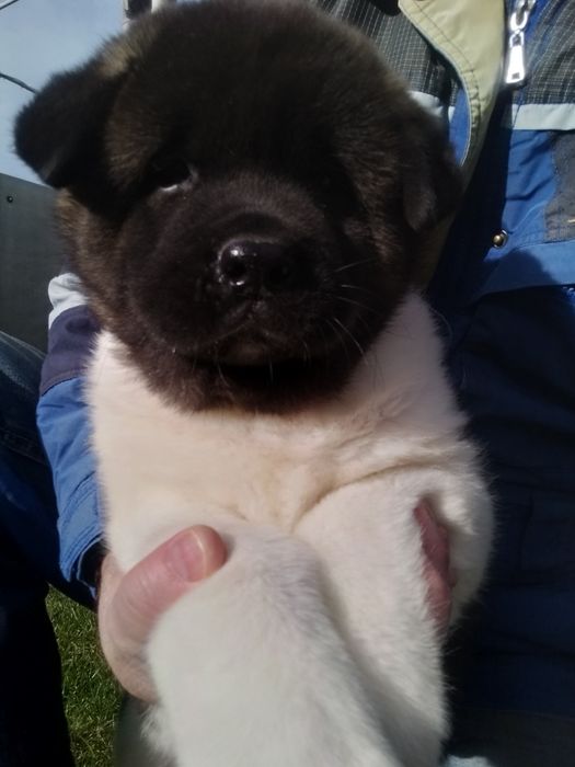 Плюшеві ведмедики