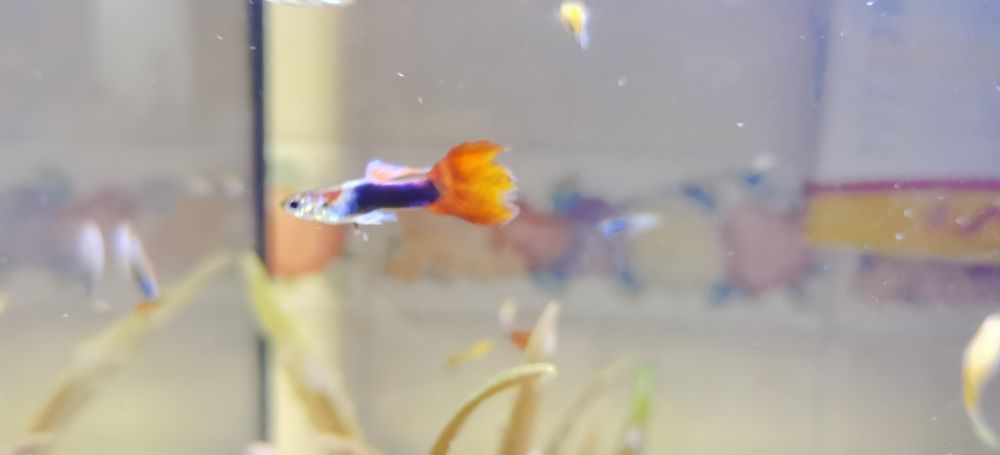 Peixes Guppies Aquario