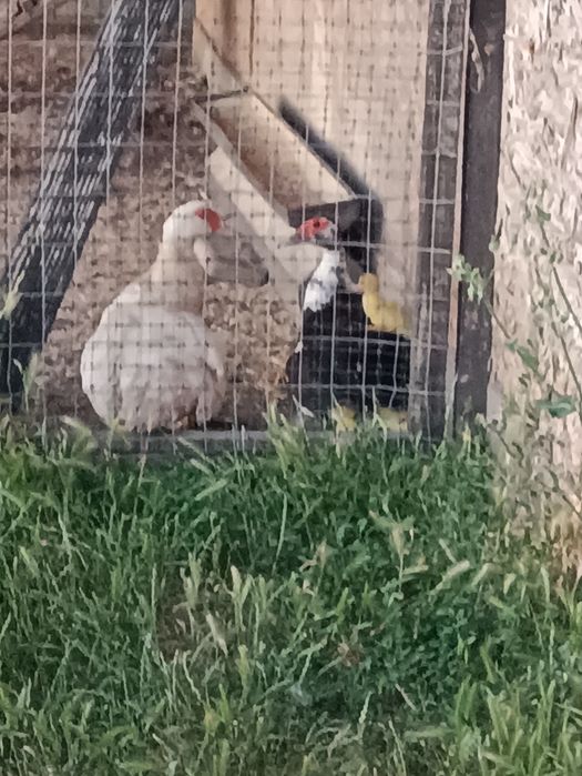 Мускусні каченята