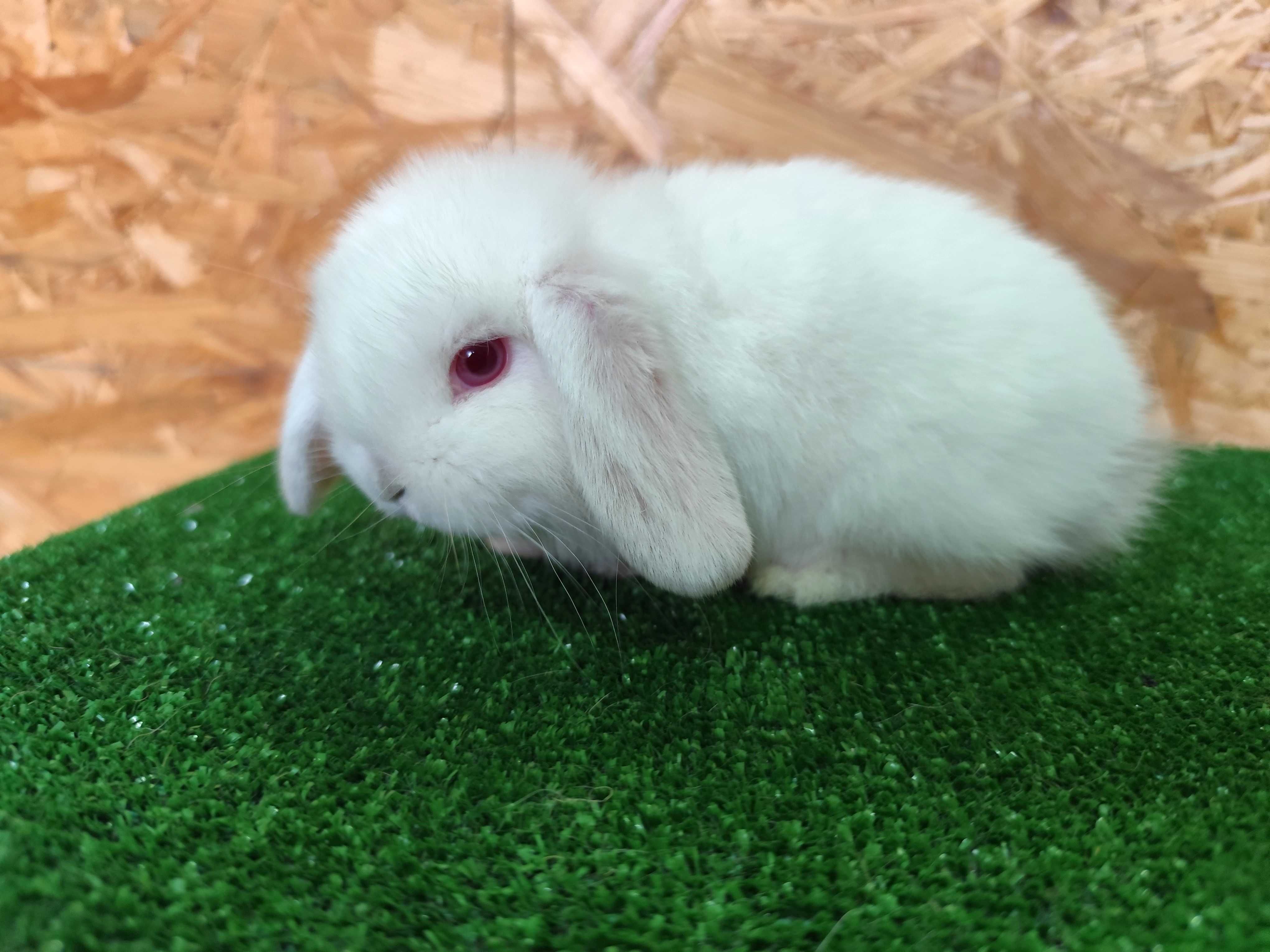 Mini Lop albinos czerwone oczy miniaturka rex baranki karzełek