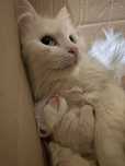 Отдам котят бесплатно