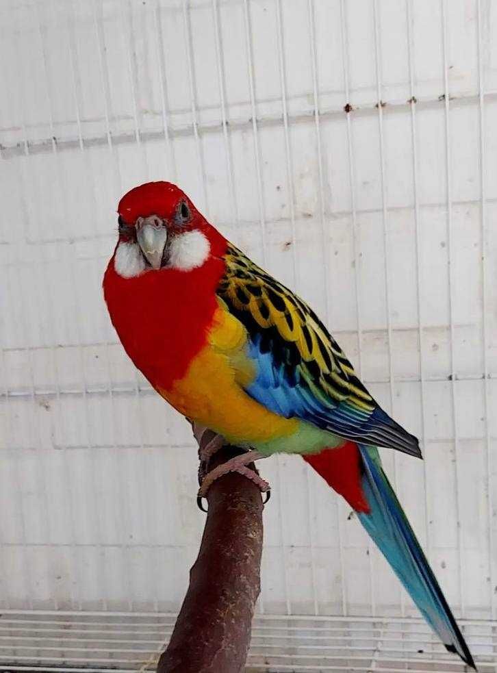 Продам попугаев Розелла: идеальные спутники для вашего дома