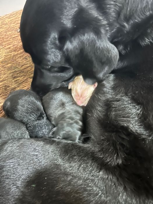 Macho arraçado de Labrador