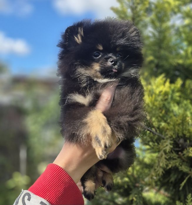 Эксклюзивный померанский шпиц
