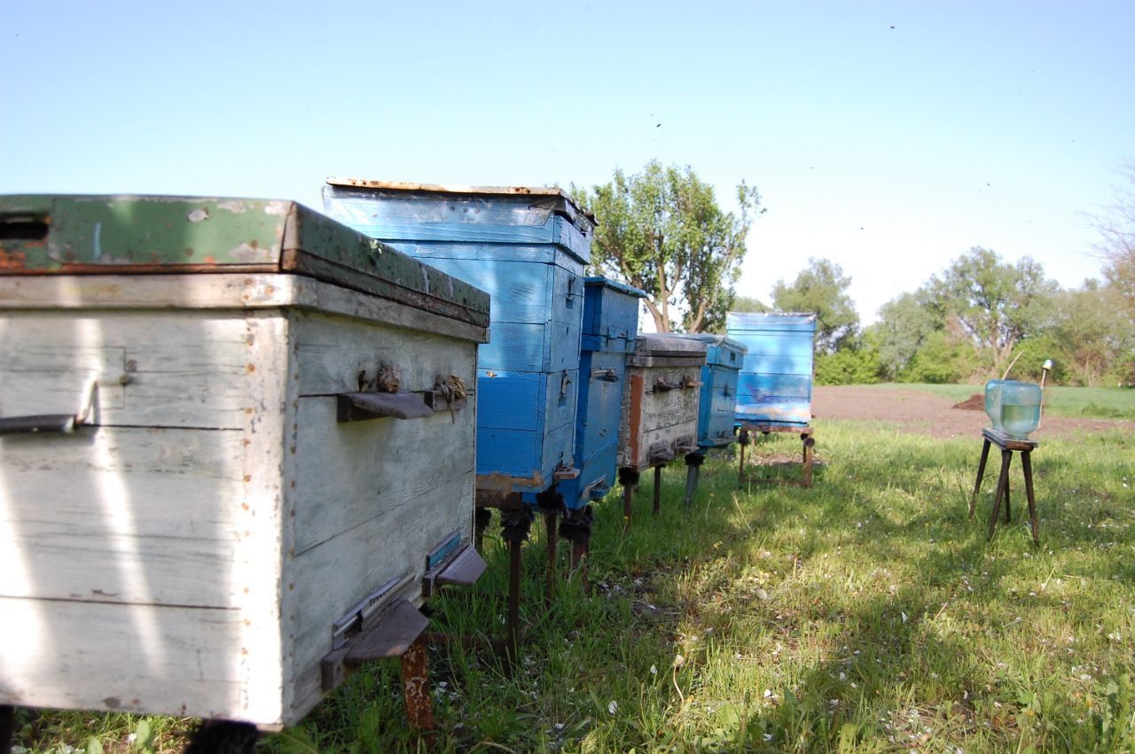 Продам бджола-сім'ї з вуликами. Київська обл.