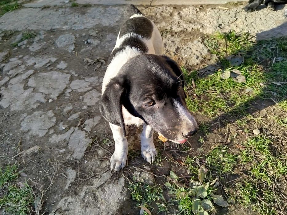 Oddam pieski szczeniaki !!!