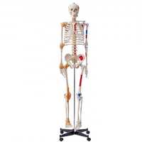 Modelo de esqueleto humano  para anatomia, tamanho real de 182 cm