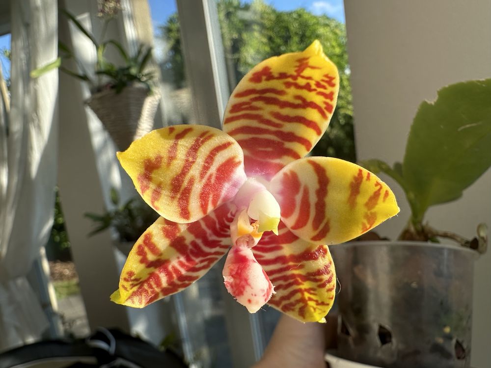 Phalaenopsis Yaphon Nice Girl x Zheng Min Tyrannosaurus