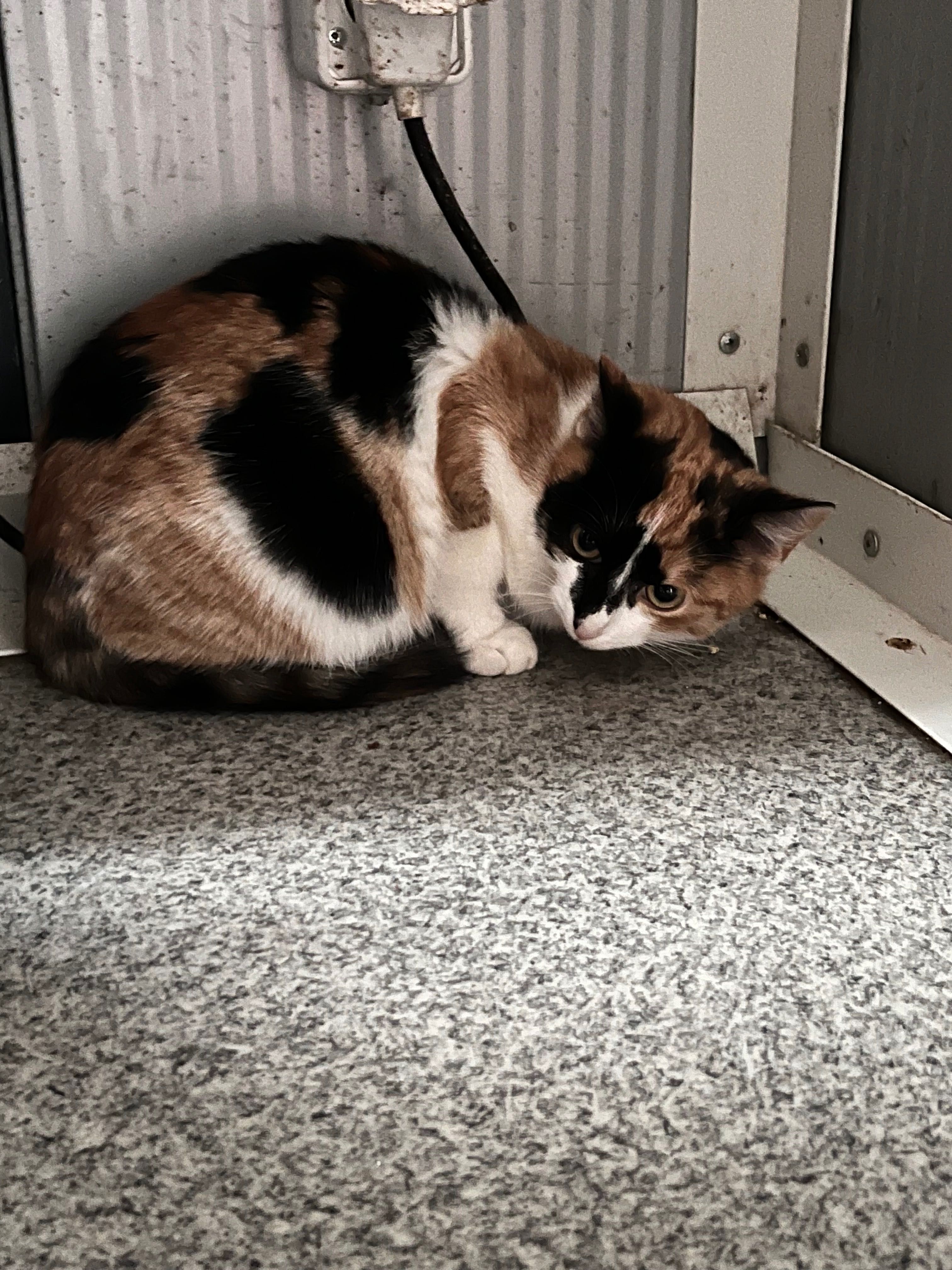 Śliczna kotka, tricolor do adopcji. Łatka szuka domu!
