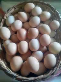 Ovos Caseiros de galinhas, patos e perus.