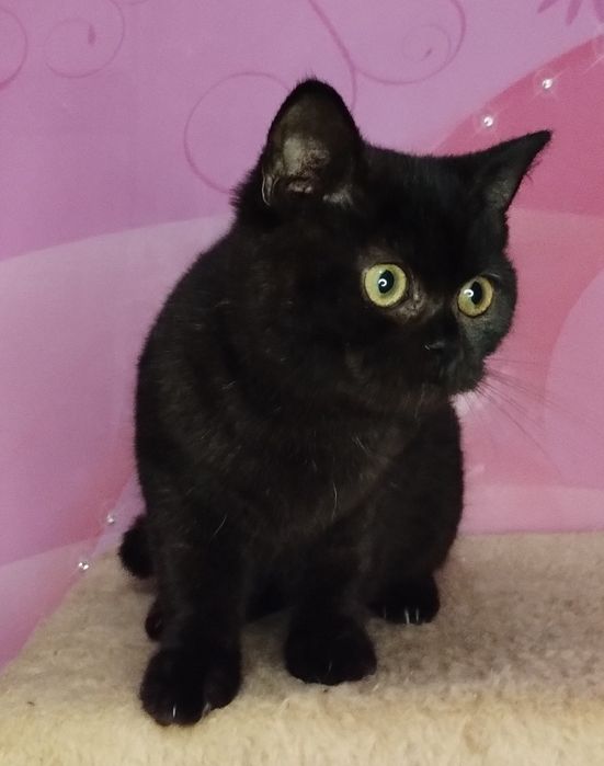 Шотландська ШОКОЛАДНА чистокровна принцеса  з ВАКЦИНАЦІЄЮ