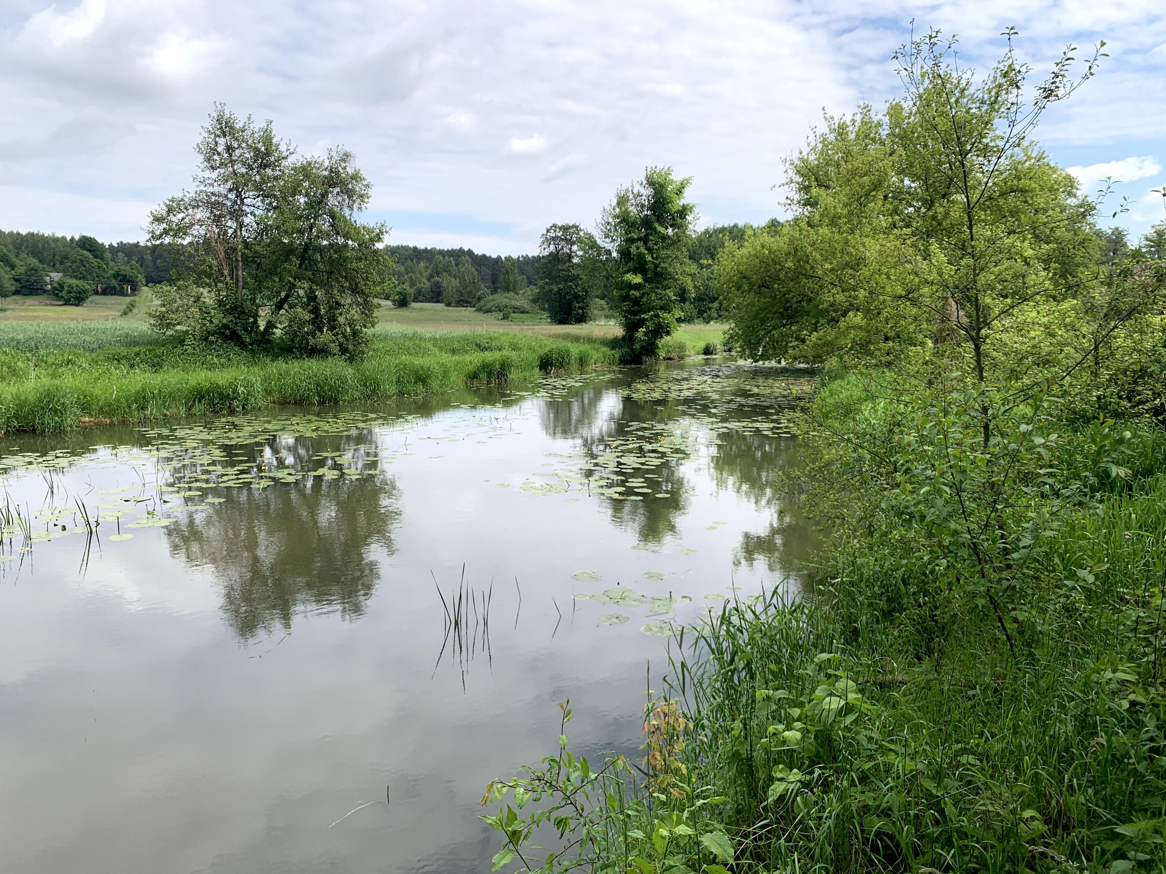 Działka leśna  w Woli Życkiej nad rzeką Okrzejką.