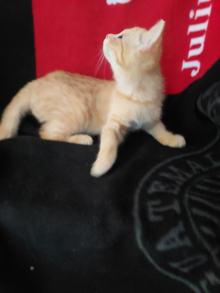 Шотландский котенок.