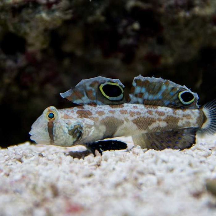 Akwarium morskie - Signigobius biocellatus