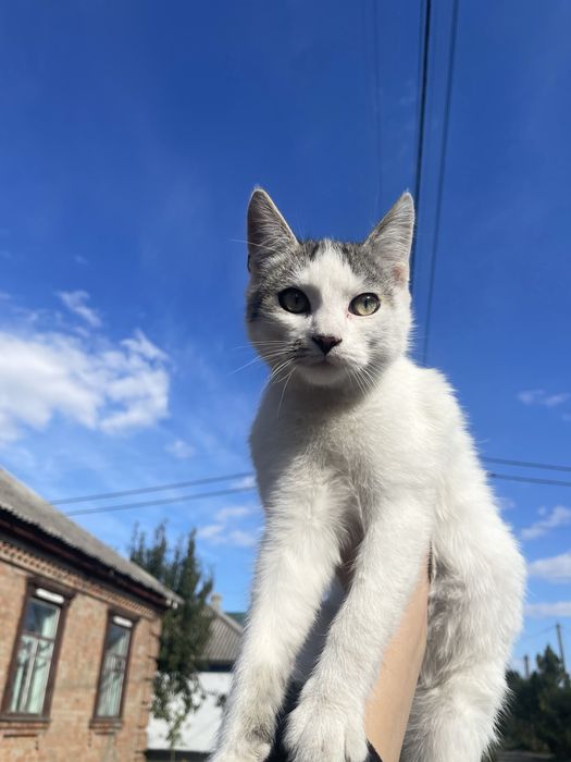 Віддам у добрі руки кошенят