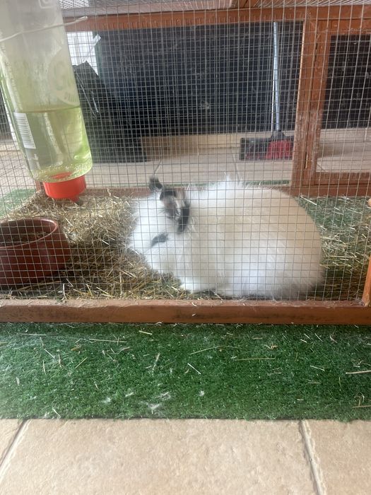 Coelhos anões (femea e macho) lindos e registados