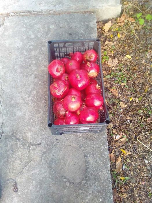 Саженцы ГРАНАТА трёхлетние. Посёлок Усатово