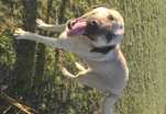 Bryza, Kangal Turecki, wierna towarzyszka