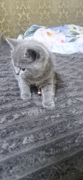 Продам маленьких Британців