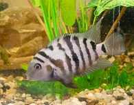 Pielęgnica Zebra -  sprzedam