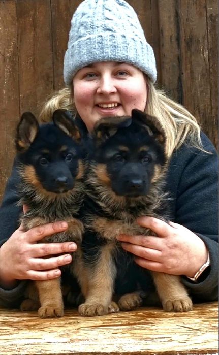 Німецькі Вівчарки