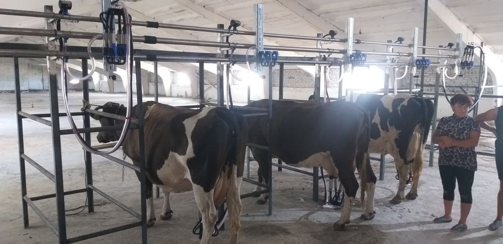 Доїльна установка на 6 корів, доїльний зал,доильная установка Меласти