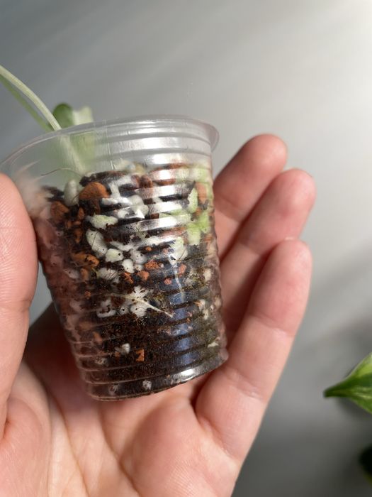 Алоказія frydek variegata