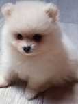 Pomeranian piesek