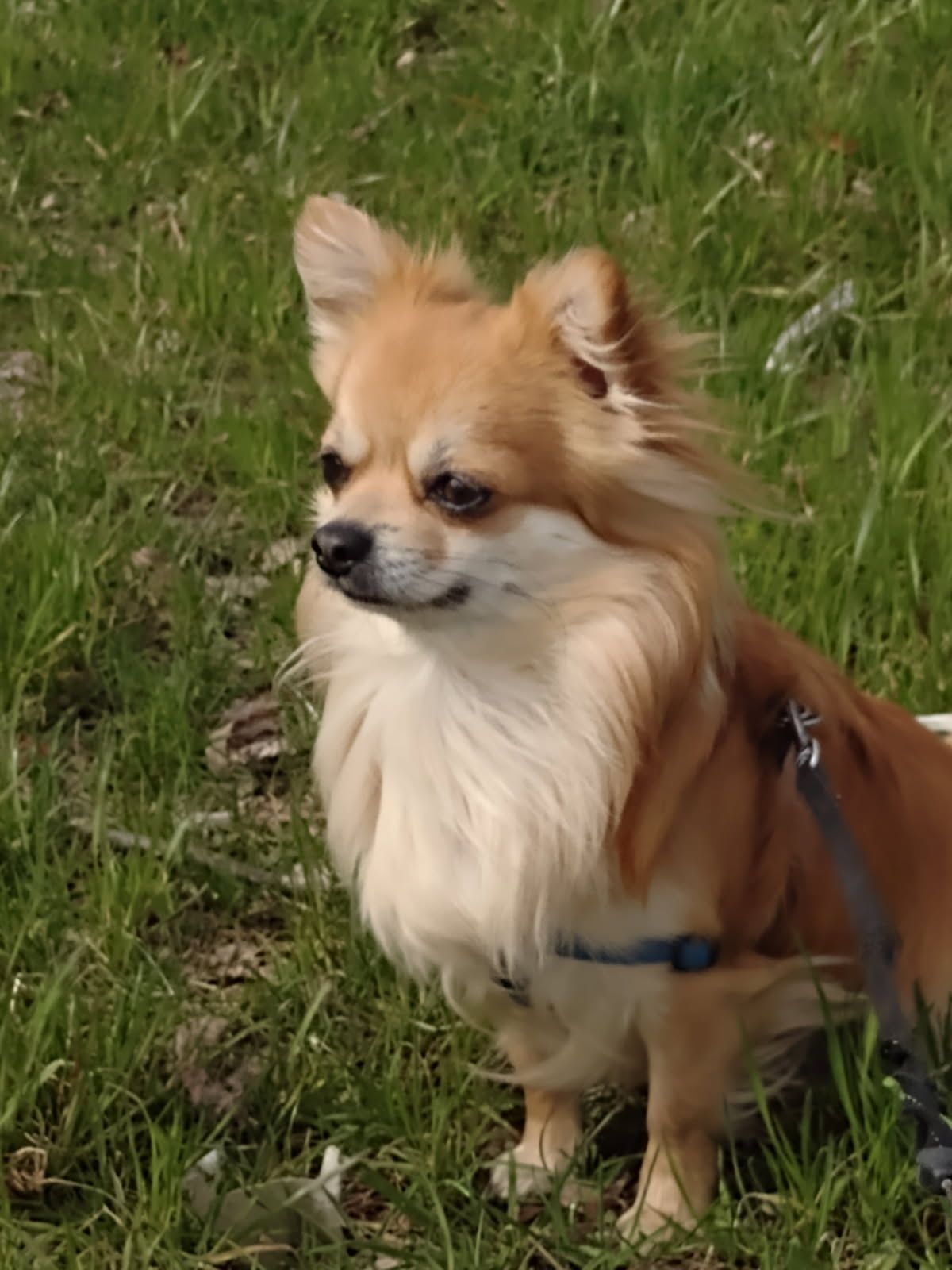 Przepiękna dziewczynka chihuahua