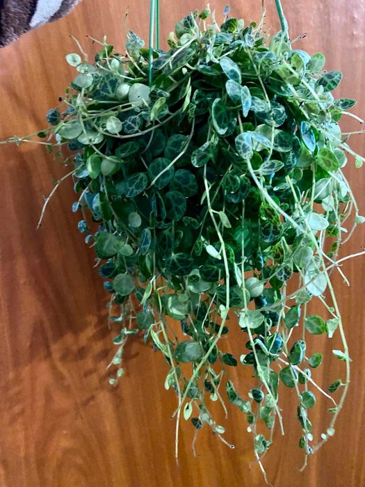 Peperomia prostrata