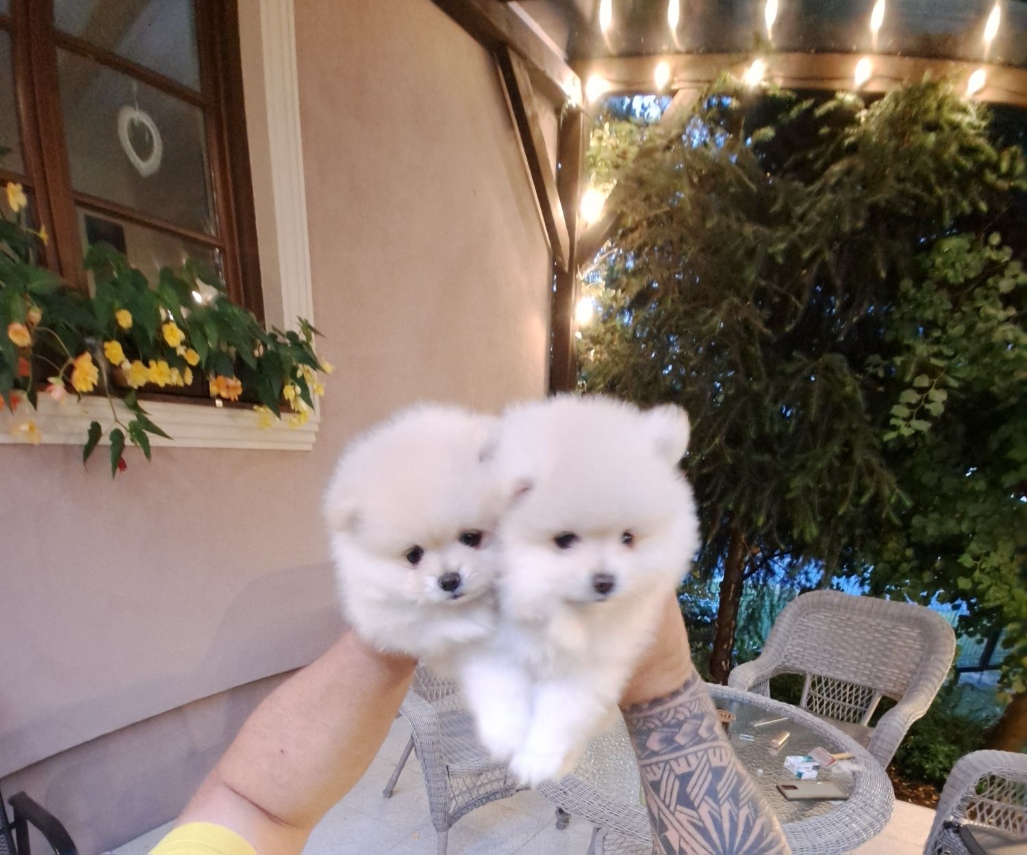 Szpic miniaturowy Pomeranian