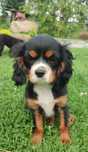 Cavalier King Charles Spaniel pies