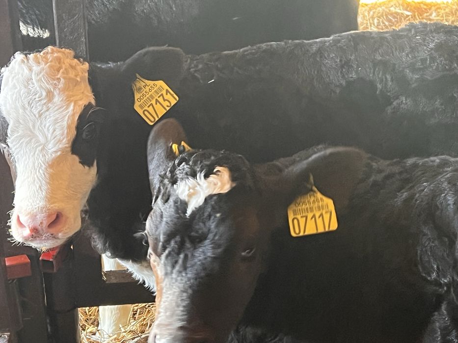 Sprzedam 13 cielat polskich