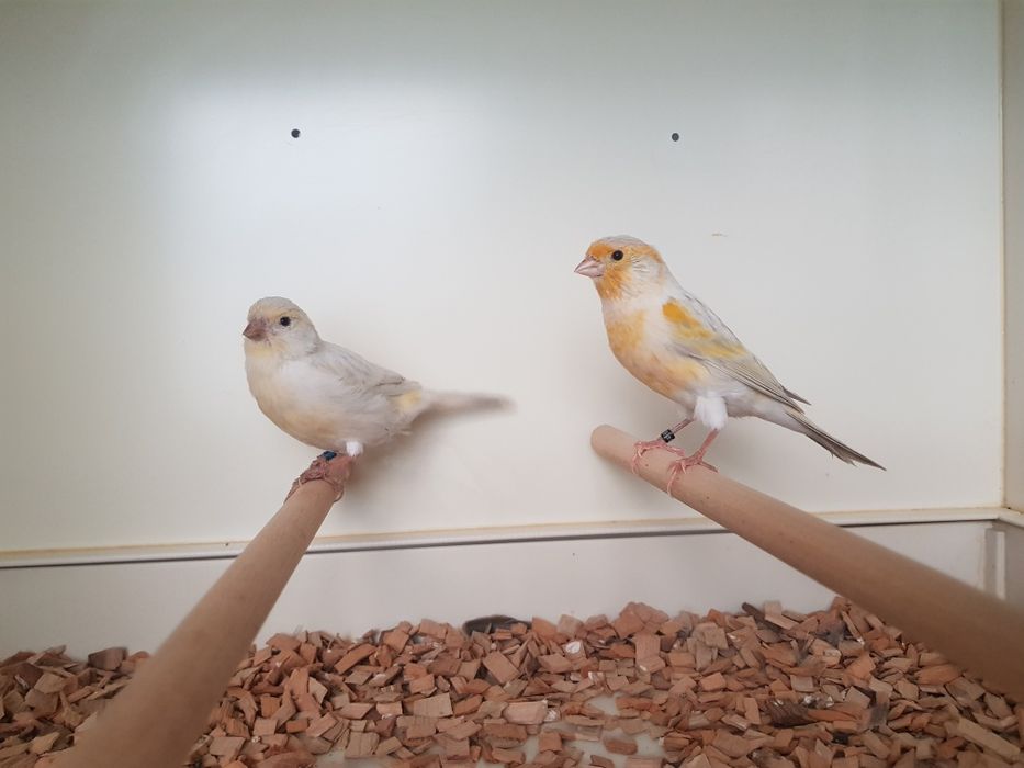 Kanarek mozaika opalowa