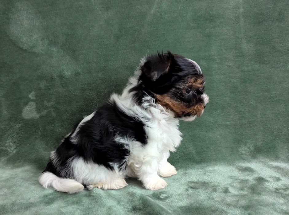 Piesek Yorkshire Terrier Biewer