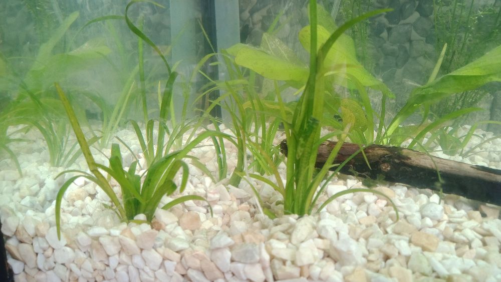 Trawka trawa Strzałka skrzydlasta Sagittaria subulata akwarium roślina